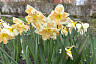 В Саратове распустились цветы добродетели и любви